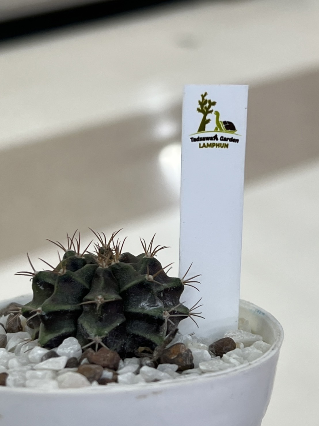 ป้าย Tag แท็กพลาสติกปักต้นไม้