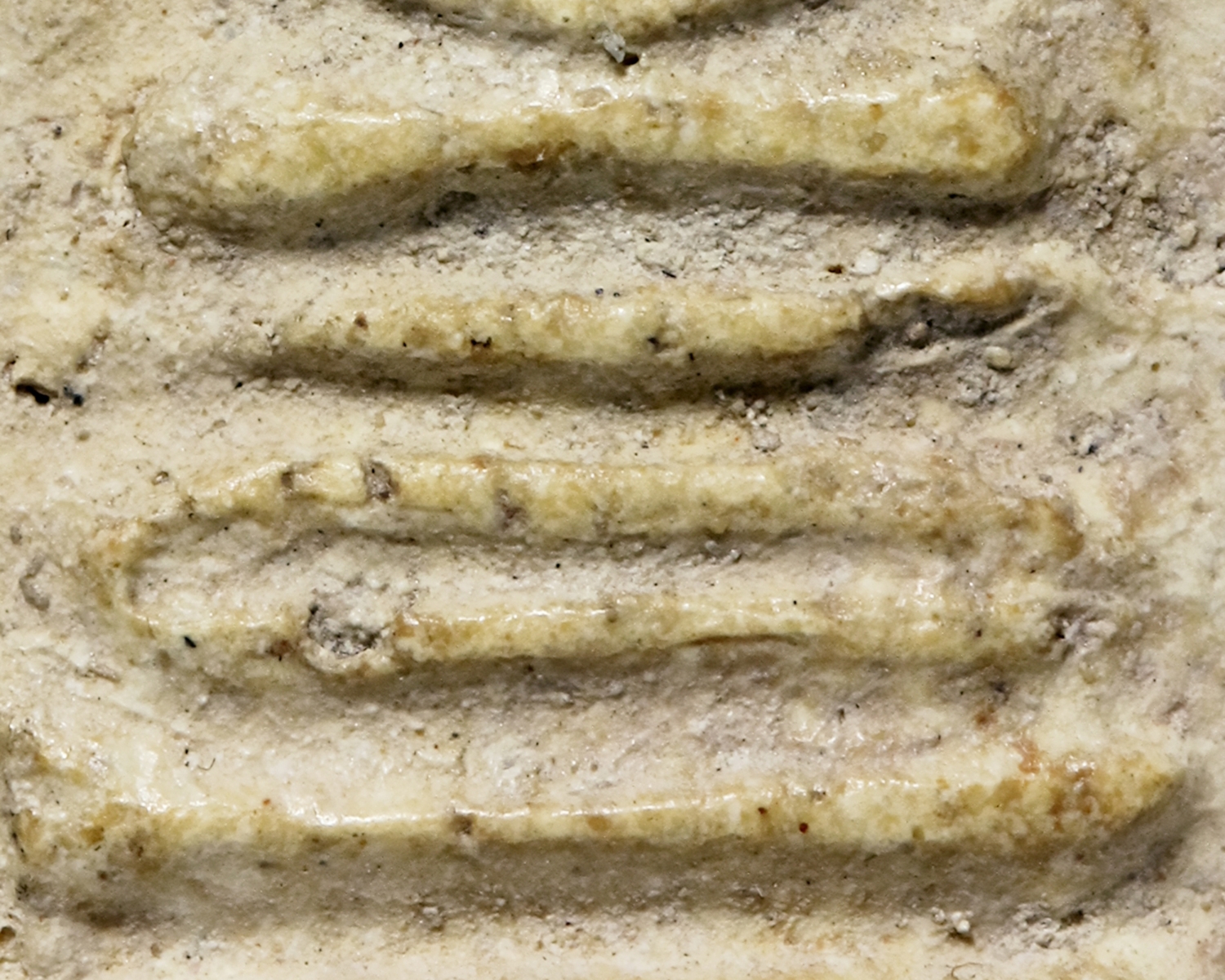 พระสมเด็จบางขุนพรหม พิมพ์ฐานคู่ กรุเก่า (โชว์พระ)