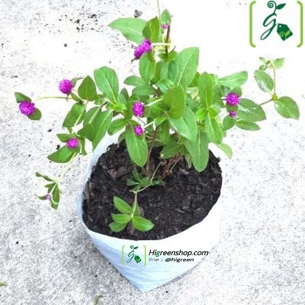 ถุงเพาะชำสีขาว ขนาด 8x13 นิ้ว 1กก. ไม่เจาะรู