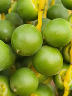 ถุงห่ออินทผลัม ถุงห่อจั่นผลอินทผลัม ถุงกระดาษห่ออินทผลัม ใช้ห่อผลไม้ขนาดใหญ่ เป็นเครือ อาทิ อินทผลัมกลาง กล้วยหอม ขนุน เพื่อป้องกันโรค แมลง และทำให้ผิวสวย