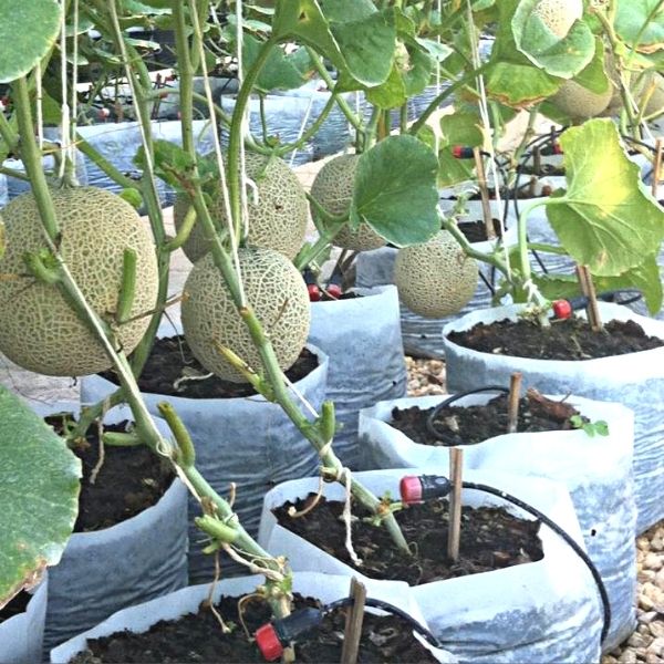 ถุงเพาะชำสีขาว ขนาด 8x13 นิ้ว 1กก. ไม่เจาะรู