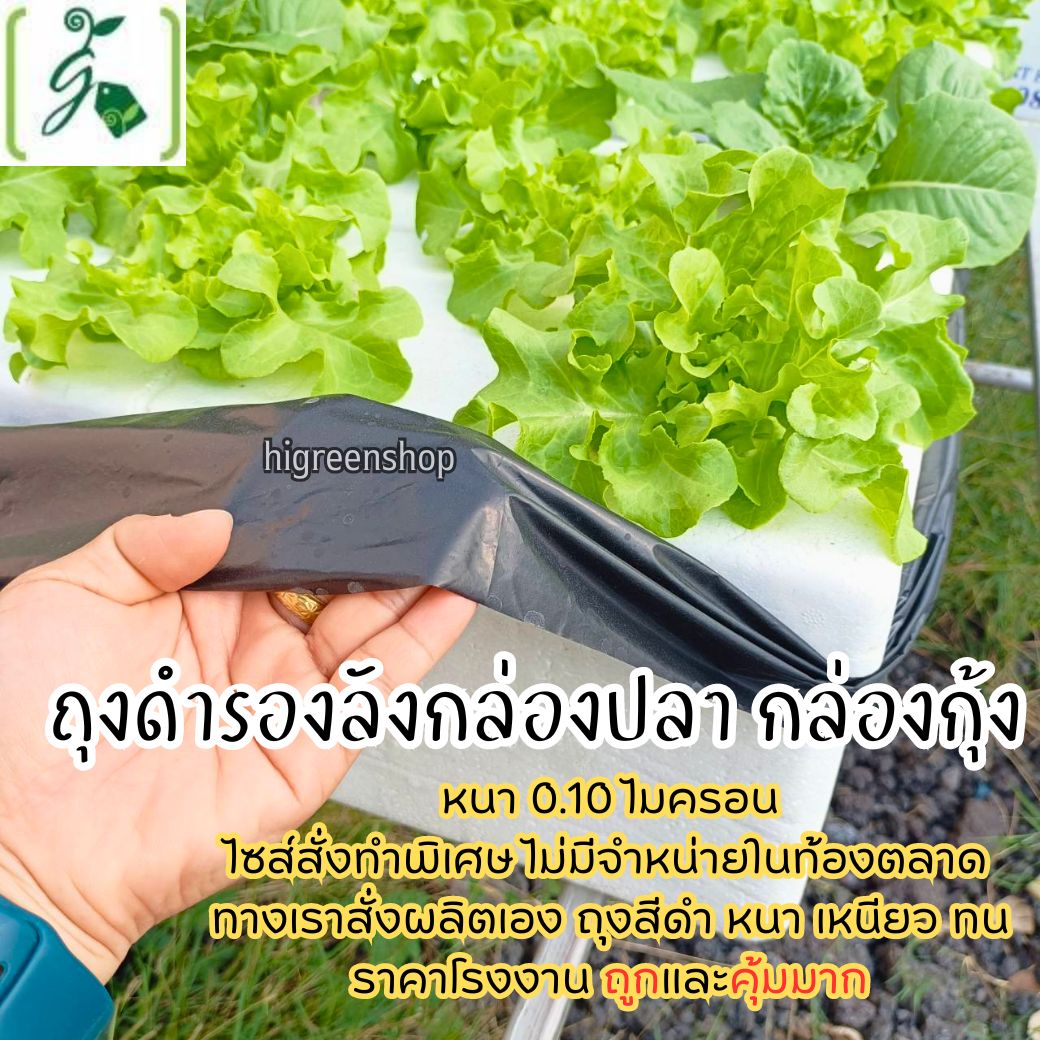 กล่องโฟมมือ 1 กล่องเปล่า กล่องกุ้ง กล่องปลูกผักไฮโดรโปนิกส์ เจาะรูฟรี เจาะรูสลัด 5 / 6 / 8 ต้น หรือผักไทย 15 ต้น เลือกได้ / เซต 10 ลัง