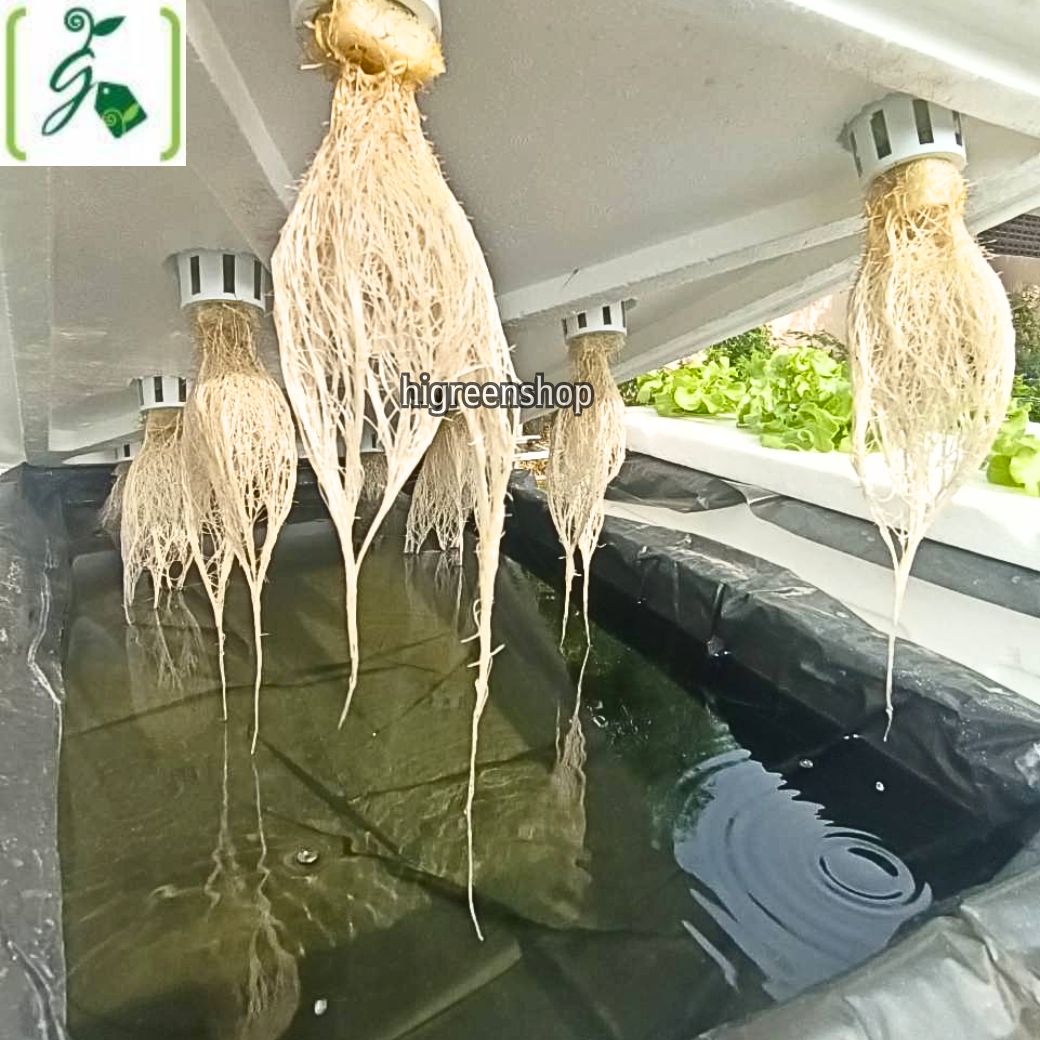 กล่องโฟมมือ 1 กล่องเปล่า กล่องกุ้ง กล่องปลูกผักไฮโดรโปนิกส์ เจาะรูฟรี เจาะรูสลัด 5 / 6 / 8 ต้น หรือผักไทย 15 ต้น เลือกได้ / เซต 10 ลัง