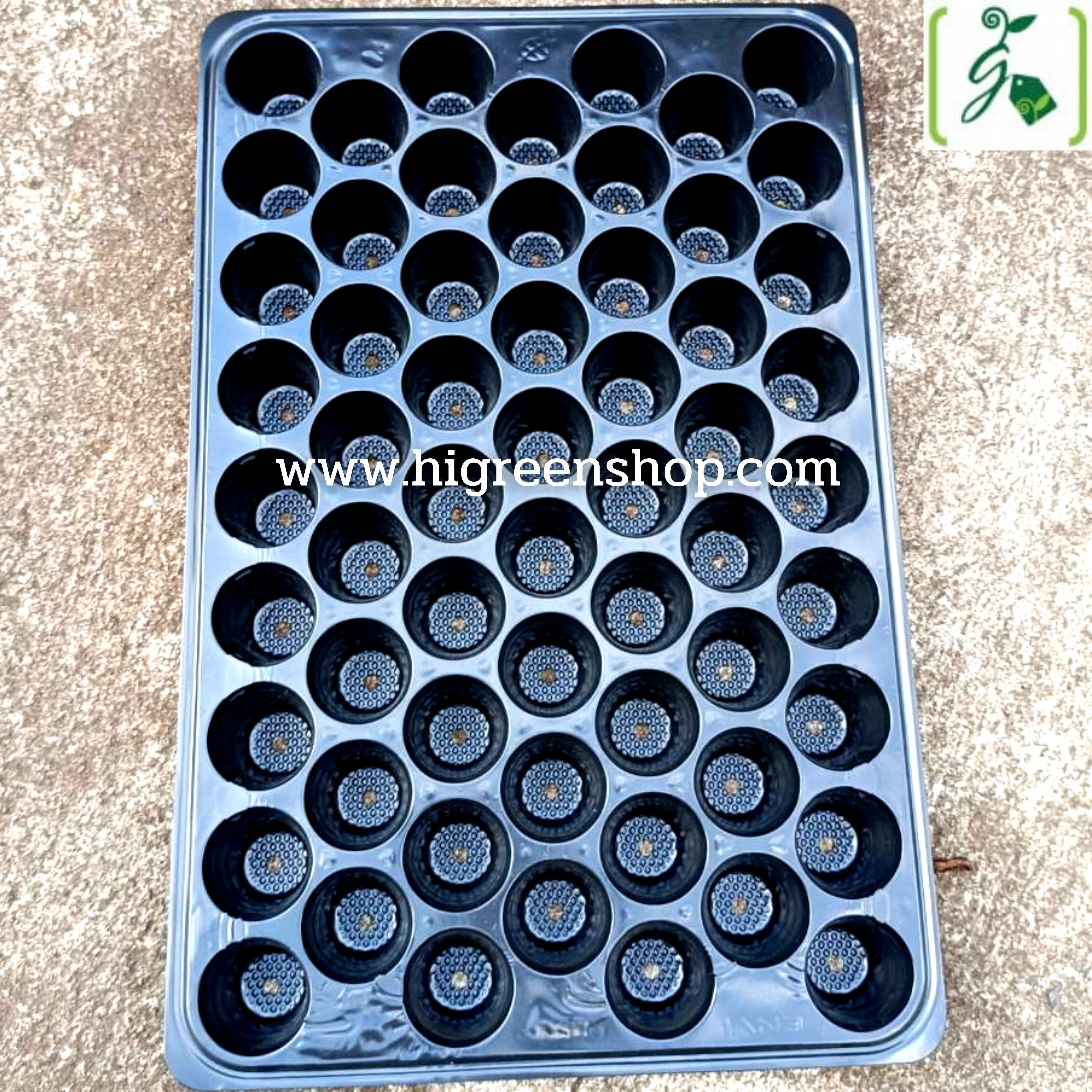 ถาดหลุมเพาะกล้าสีดำ 60 หลุม(100แผ่น/กล่อง)