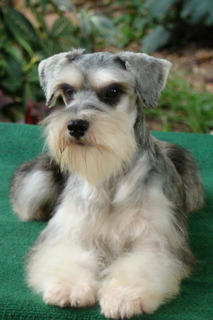 แตงโม (Miniature Schnauzer)