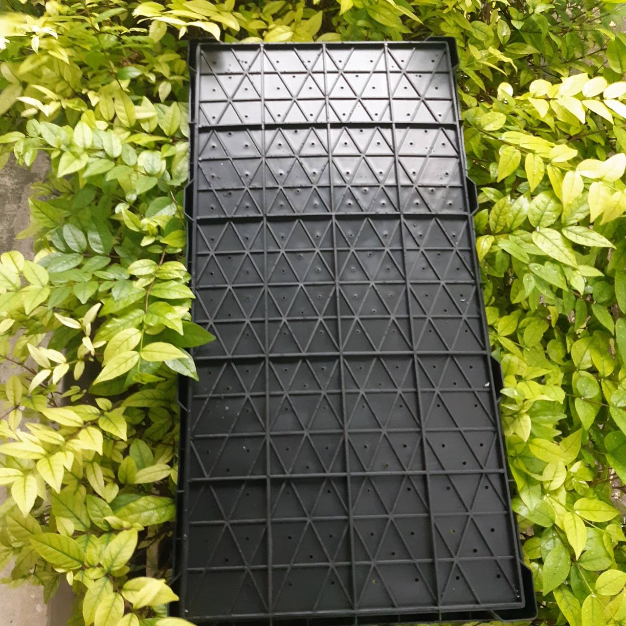 ถาดเพาะต้นอ่อนทานตะวันแบบ มีรู จำนวน 2 ถาด