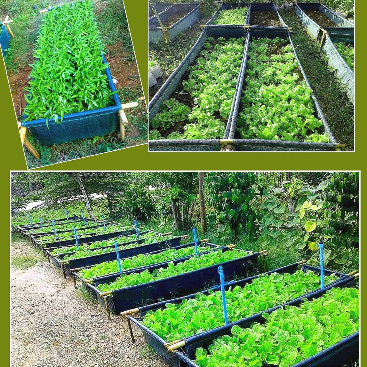 ถุงปลูกกะบะแสนดี ขนาด 60x200x30 ซ.ม. จำนวน 10ใบ (ไม่รวมโครงสร้างท่อPVC)