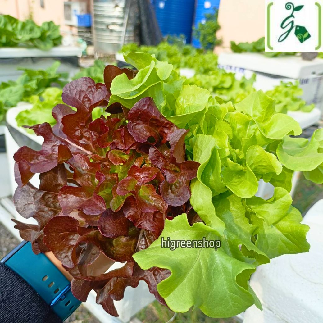 กล่องโฟมมือ 1 กล่องเปล่า กล่องกุ้ง กล่องปลูกผักไฮโดรโปนิกส์ เจาะรูฟรี เจาะรูสลัด 5 / 6 / 8 ต้น หรือผักไทย 15 ต้น เลือกได้ / เซต 10 ลัง