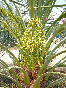 ถุงห่ออินทผลัม ถุงห่อจั่นผลอินทผลัม ถุงกระดาษห่ออินทผลัม ใช้ห่อผลไม้ขนาดใหญ่ เป็นเครือ อาทิ อินทผลัมกลาง กล้วยหอม ขนุน เพื่อป้องกันโรค แมลง และทำให้ผิวสวย