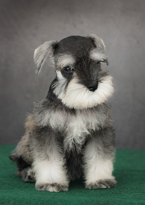 ริงกิต (Miniature Schnauzer)