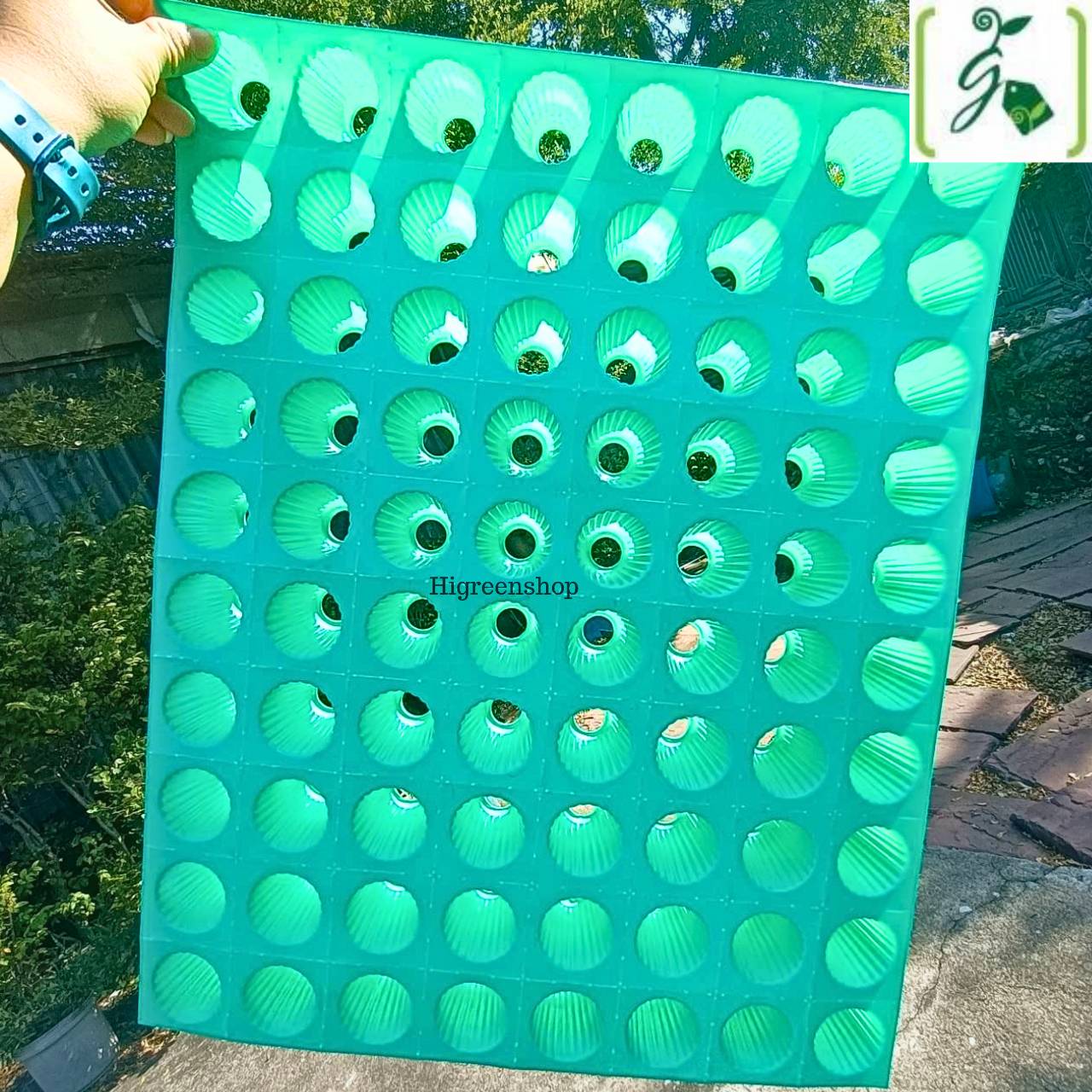 ถ้วยปลูกเขียว ตัดก้นถ้วย 10 กล่อง