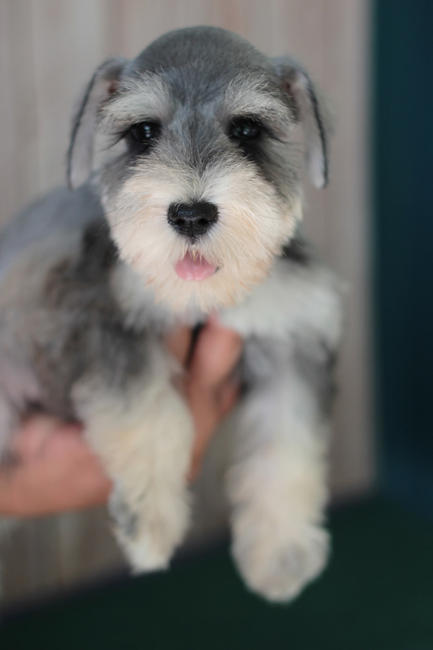 ลูกสุนัขชเนาเซอร์ Miniature Schnauzer (Salt&pepper) เพศเมีย เชือกสีม่วง