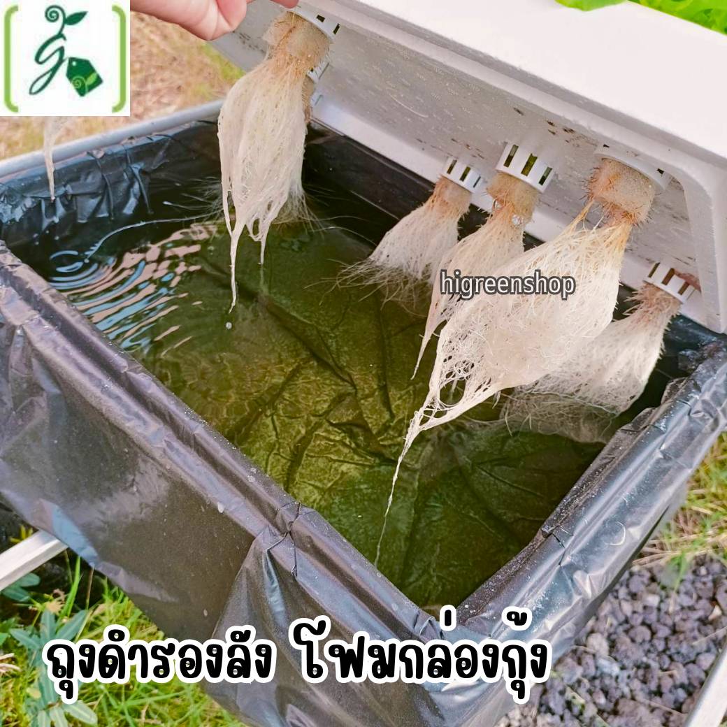 กล่องโฟมมือ 1 กล่องเปล่า กล่องกุ้ง กล่องปลูกผักไฮโดรโปนิกส์ เจาะรูฟรี เจาะรูสลัด 5 / 6 / 8 ต้น หรือผักไทย 15 ต้น เลือกได้ / เซต 10 ลัง