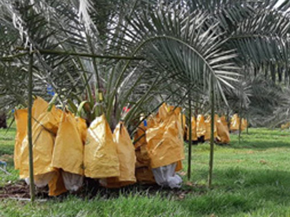 ถุงห่ออินทผลัม ถุงห่อจั่นผลอินทผลัม ถุงกระดาษห่ออินทผลัม ใช้ห่อผลไม้ขนาดใหญ่ เป็นเครือ อาทิ อินทผลัมกลาง กล้วยหอม ขนุน เพื่อป้องกันโรค แมลง และทำให้ผิวสวย