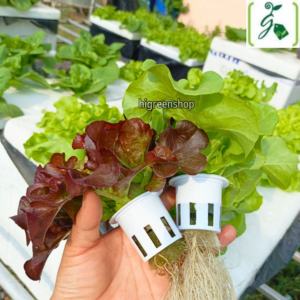 กล่องโฟมมือ 1 กล่องเปล่า กล่องกุ้ง กล่องปลูกผักไฮโดรโปนิกส์ เจาะรูฟรี เจาะรูสลัด 5 / 6 / 8 ต้น หรือผักไทย 15 ต้น เลือกได้ / เซต 10 ลัง