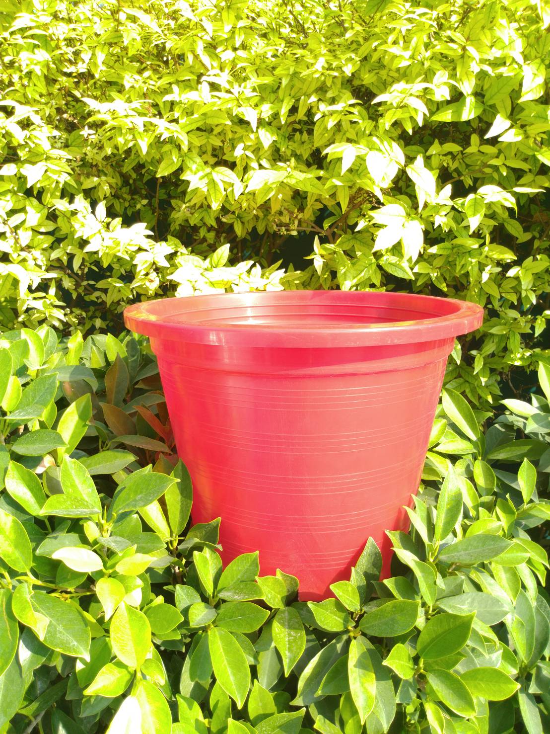 กระถางกลม 6 นิ้ว 1 ใบ (เลือกสีได้)