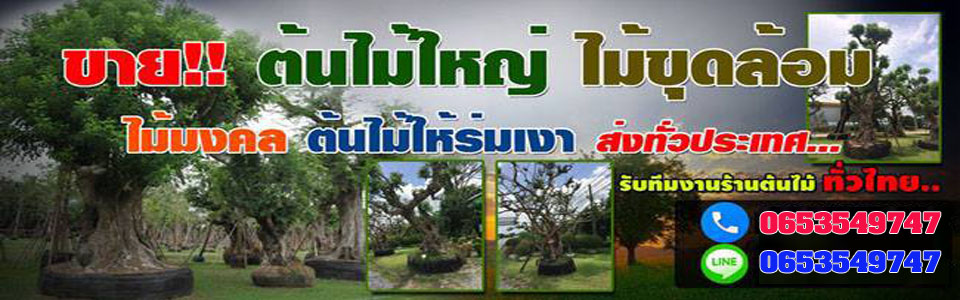 ต้นไม้ปลูกหน้าบ้าน