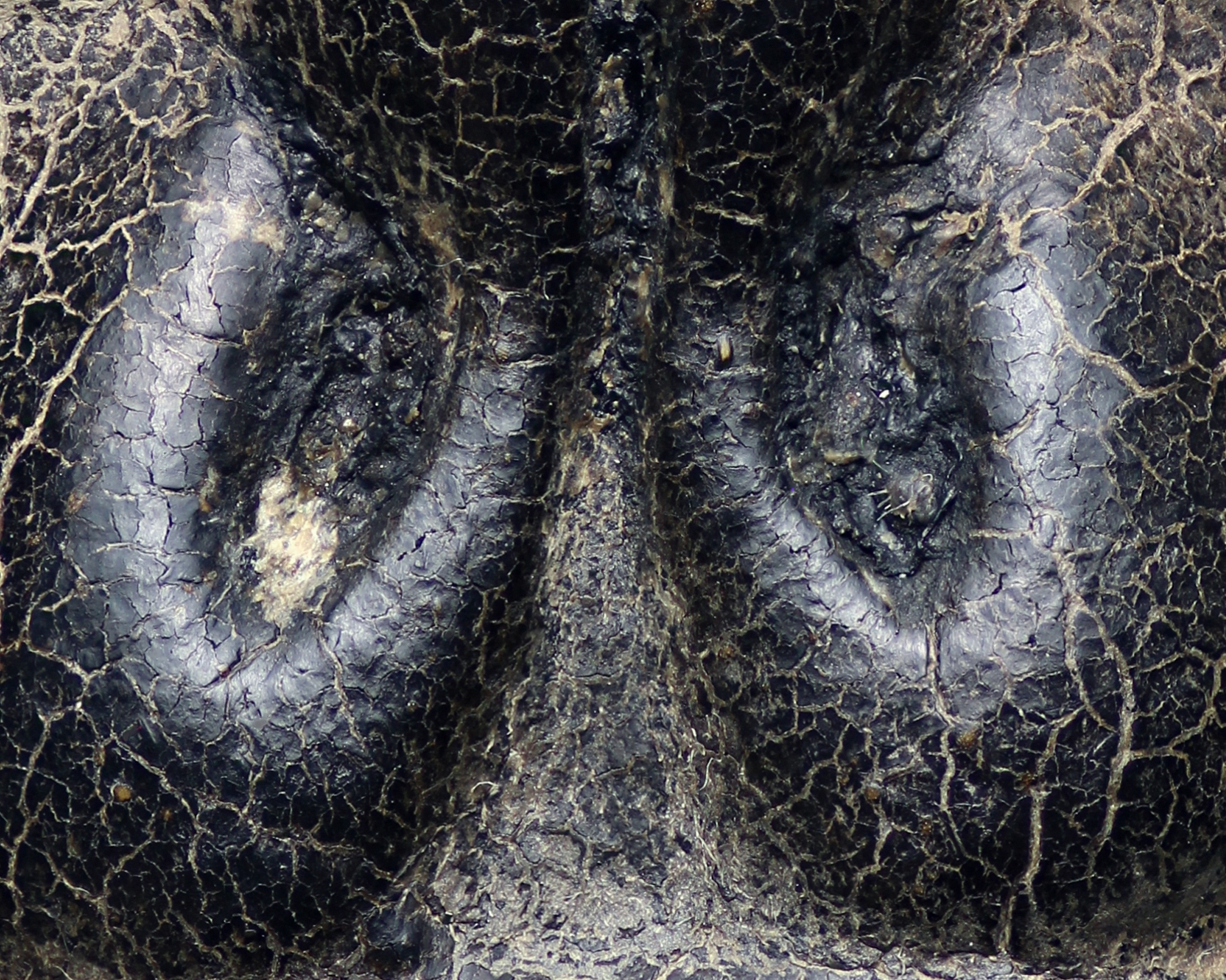 หลวงพ่อแก้ว พิมพ์กลาง วัดเครือวัลย์ จ.ชลบุรี ลงรัก 100 กว่าปี (โชว์พระ)