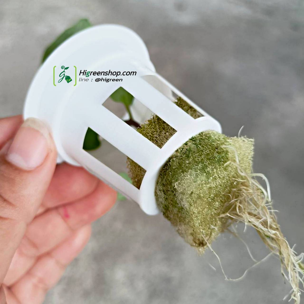 ถ้วยปลูกสีขาว 10000 ใบ (ใช้ซ้ำ) เกรด A (หนา 0.7 มิล)