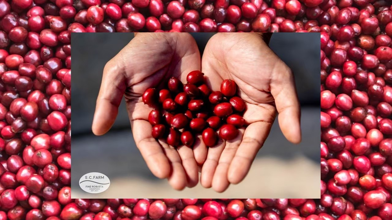 S.C.Farm Fine Robusta Chumphon