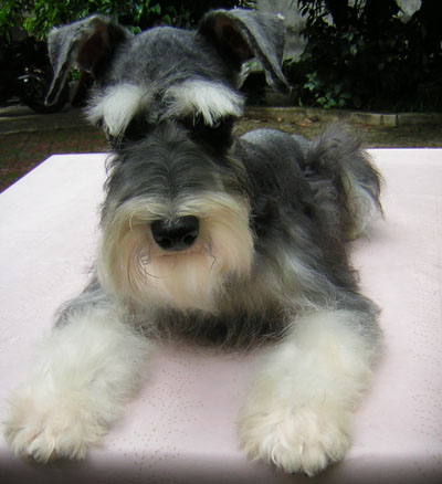 พอลล่า (Miniature Schnauzer)