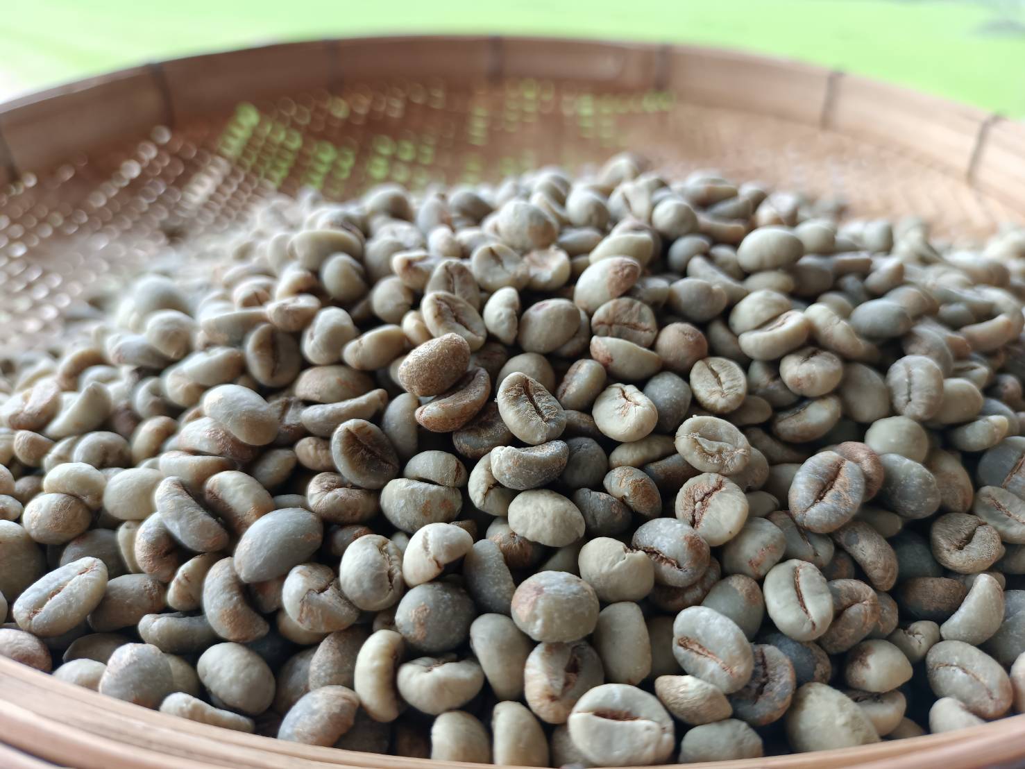 สารกาแฟโรบัสต้า เมล็ดกาแฟดิบ Dry