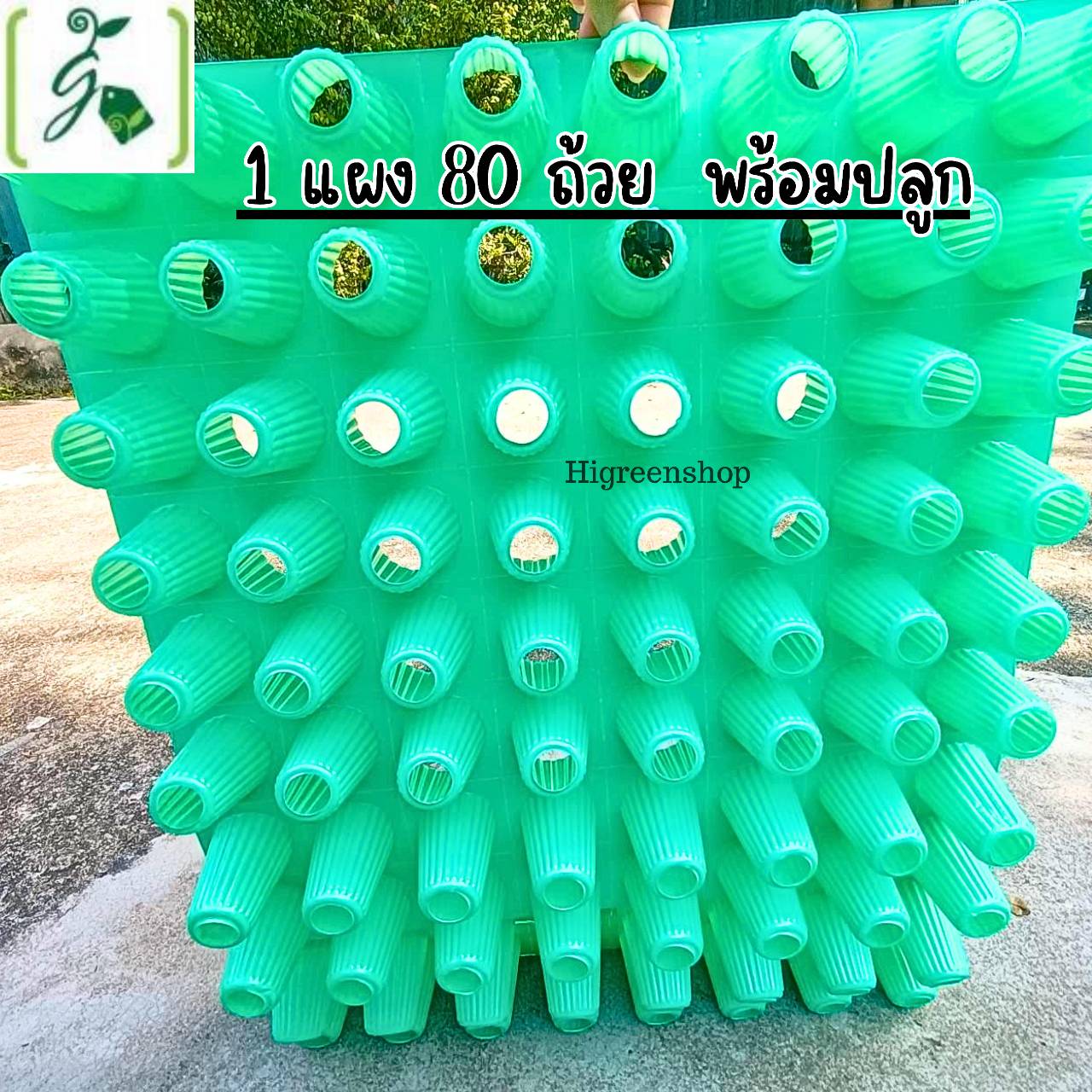 ถ้วยปลูกเขียว ตัดก้นถ้วย 10 กล่อง