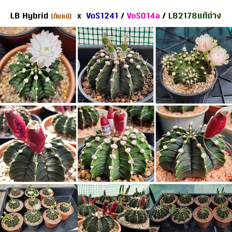 เมล็ด LB Hybrid(เก็บฝัก) x VoS1241/VoS014/LB2178แท้ด่าง(เกสร) จำนวน