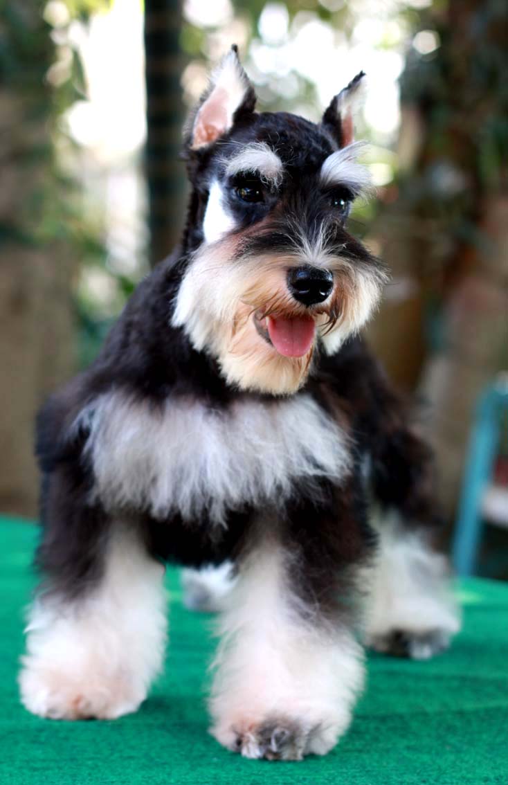 ถั่วดิน (Miniature Schnauzer)