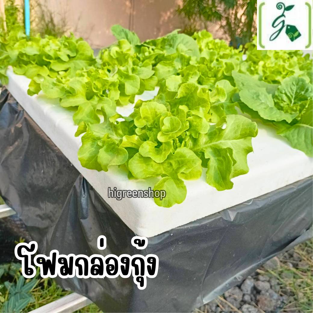 กล่องโฟมมือ 1 กล่องเปล่า กล่องกุ้ง กล่องปลูกผักไฮโดรโปนิกส์ เจาะรูฟรี เจาะรูสลัด 5 / 6 / 8 ต้น หรือผักไทย 15 ต้น เลือกได้ / เซต 10 ลัง