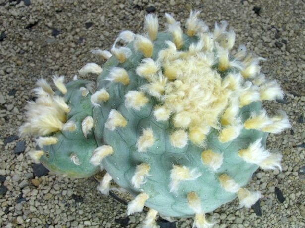 เมล็ด Lophophora diffusa (10 เมล็ด)