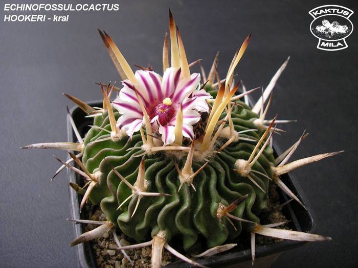 เมล็ด Echinofossulocactus hookeri (20 เมล็ด)