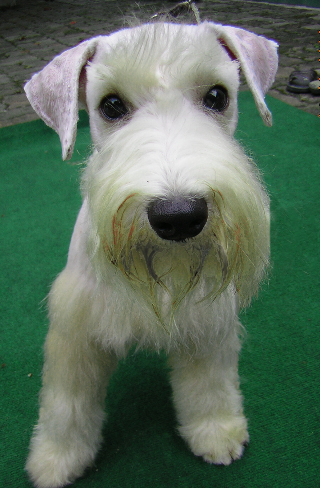 วิลลี้ (Miniature Schnauzer)