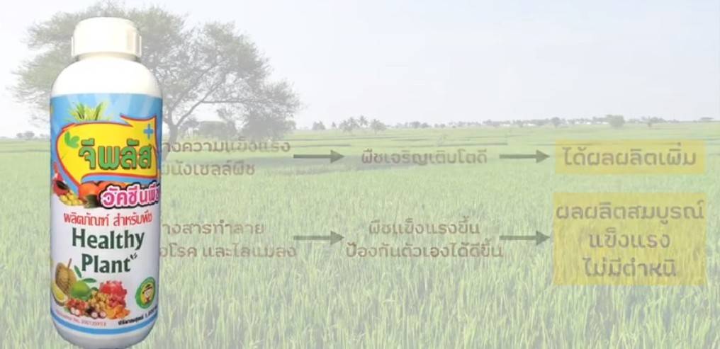 วัคซีนพืช-จีพลัส กระตุ้นภูมิสู้โรคลดตุ้นทุนเพิ่มผลผลิต ขนาด 100 ml.