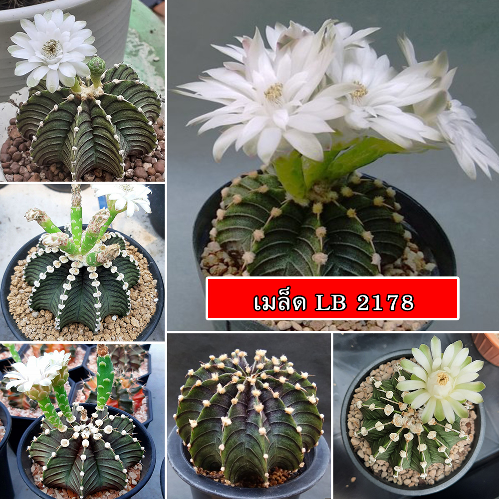 เมล็ดแคคตัส LB2178 ผสมจากพ่อแม่สายพันธุ์ดี (10เมล็ด มีของแถม++)🌵เมล็ดพันธุ์ เมล็ดแคคตัส Cactus Seed
