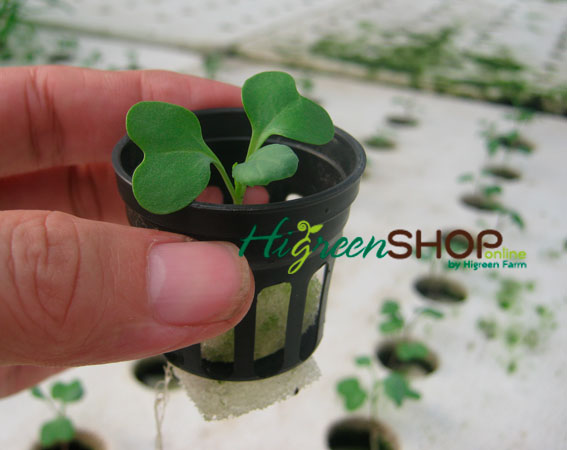 ถ้วยปลูกดำแบบบาง 1000 ใบ