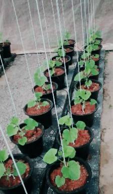 เชือกผ้าผูกเถาเมล่อนขนาด 4 มม. 350-400 เมตร/ห่อ