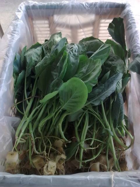 ถุงใส่ผัก เกรดพรีเมี่ยม 3-5 ก.ก. 210 กก.