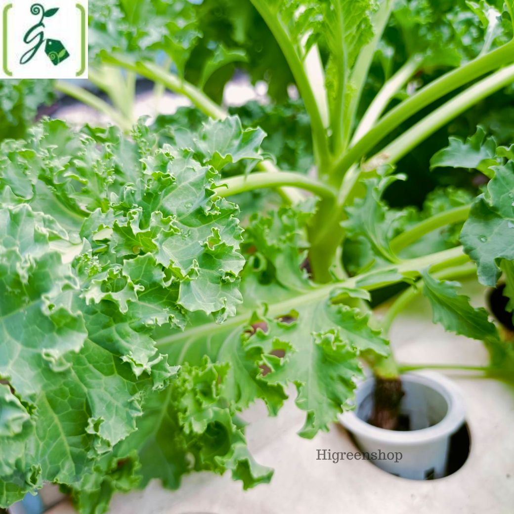 ถ้วยปลูกสีขาว 100 ใบ (ใช้ซ้ำ) เกรด A รุ่นใหม่