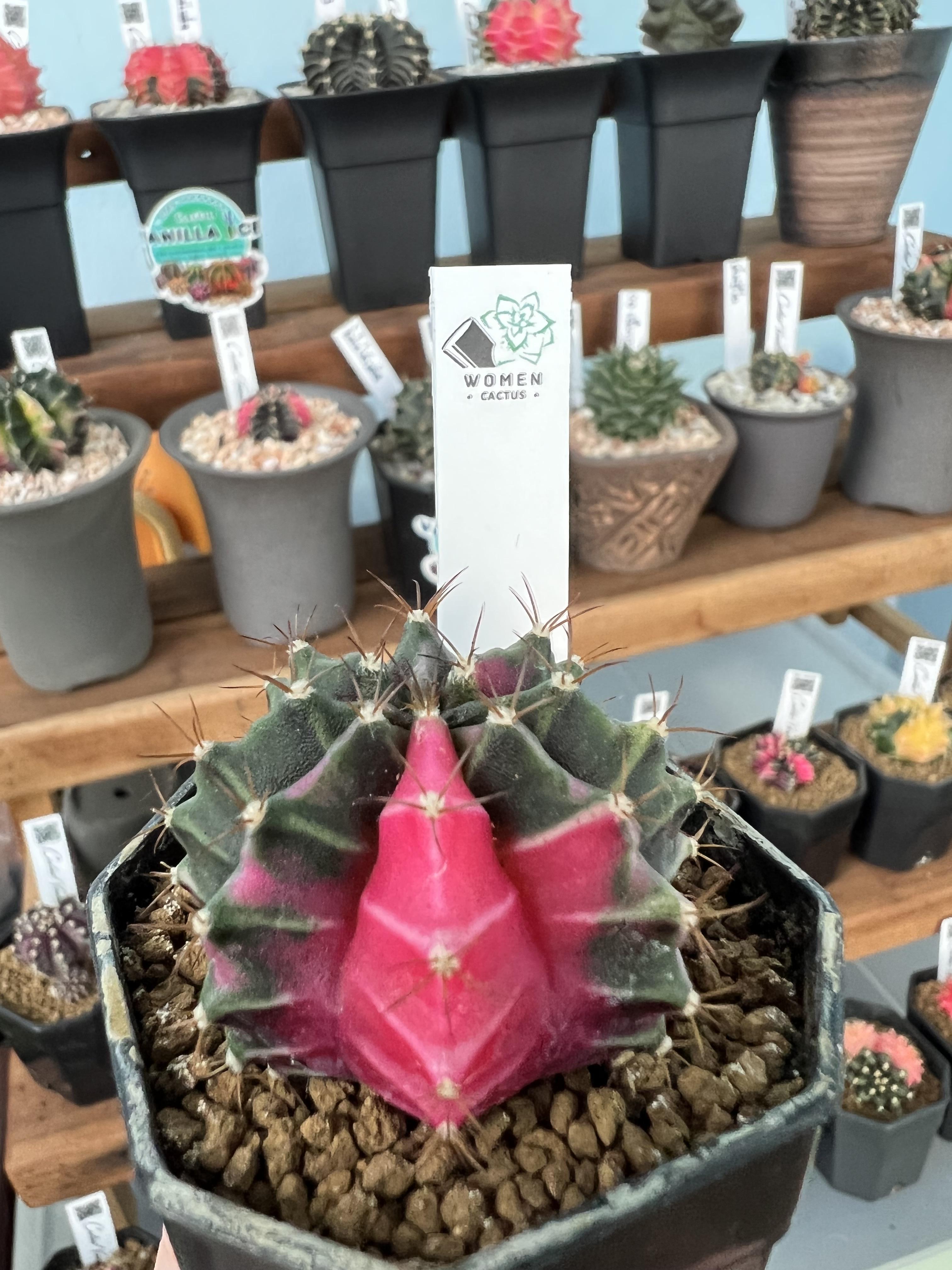 ป้าย Tag แท็กพลาสติกปักต้นไม้