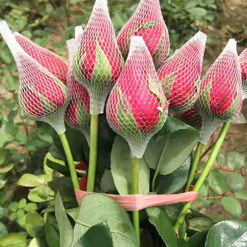 ใหม่!!! ตาข่ายห่อกุหลาบ แบบใส ไม่เปื่อยยุ่ย คนทำสวนกุหลาบนิยมใช้มาก เนื้อบางเบา กันกระแทกขั้นสุด ตาข่ายโฟมห่อดอกกุหลาบ แบบใส ตาข่ายห่อมะยงชิด เพื่อคงรูปทรงให้สวย ไม่เสียหายระหว่างขนส่ง จำนวน 1 กก.