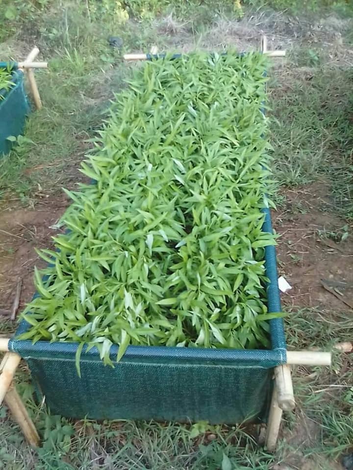 ถุงปลูกกะบะแสนดี ขนาด 60x200x30 ซ.ม. จำนวน 10ใบ (ไม่รวมโครงสร้างท่อPVC)