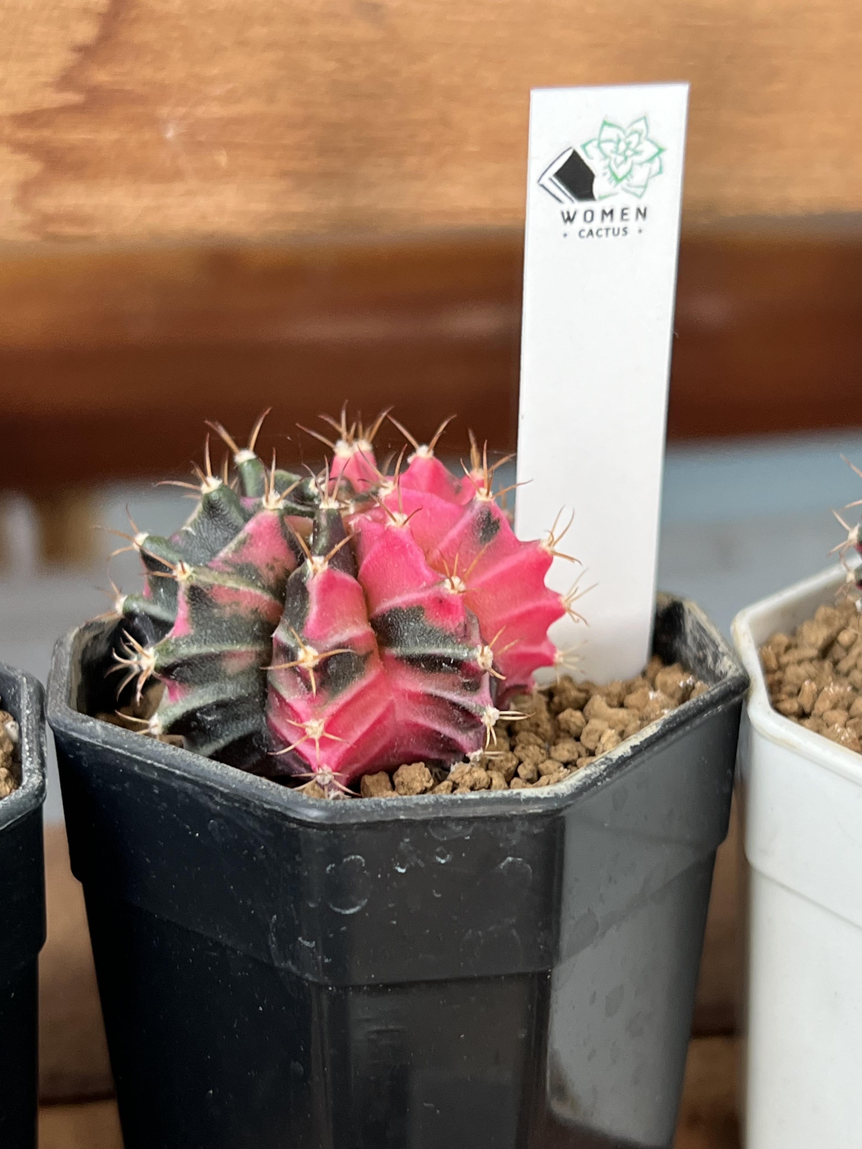 ป้าย Tag แท็กพลาสติกปักต้นไม้