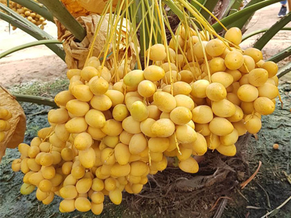 ถุงห่ออินทผลัม ถุงห่อจั่นผลอินทผลัม ถุงกระดาษห่ออินทผลัม ใช้ห่อผลไม้ขนาดใหญ่ เป็นเครือ อาทิ อินทผลัมกลาง กล้วยหอม ขนุน เพื่อป้องกันโรค แมลง และทำให้ผิวสวย