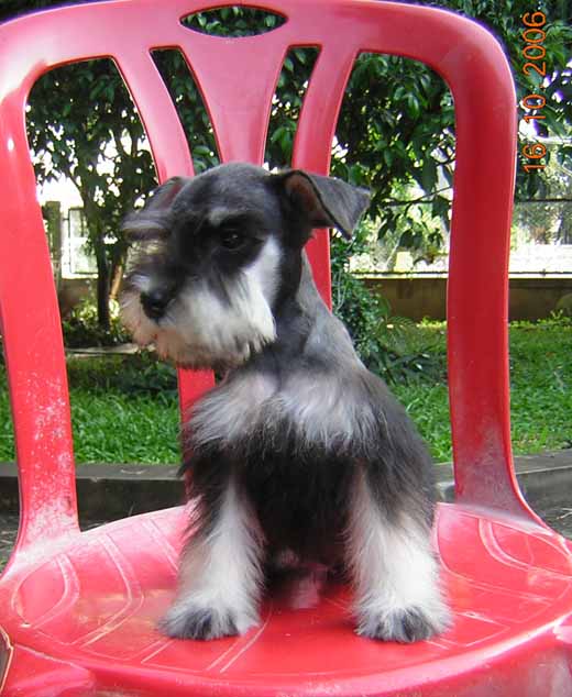 โคล่า (Miniature Schnauzer)