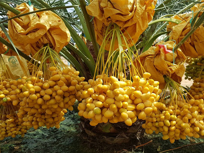 ถุงห่ออินทผลัม ถุงห่อจั่นผลอินทผลัม ถุงกระดาษห่ออินทผลัม ใช้ห่อผลไม้ขนาดใหญ่ เป็นเครือ อาทิ อินทผลัมกลาง กล้วยหอม ขนุน เพื่อป้องกันโรค แมลง และทำให้ผิวสวย