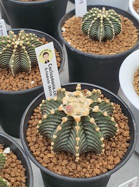 ป้าย Tag แท็กพลาสติกปักต้นไม้