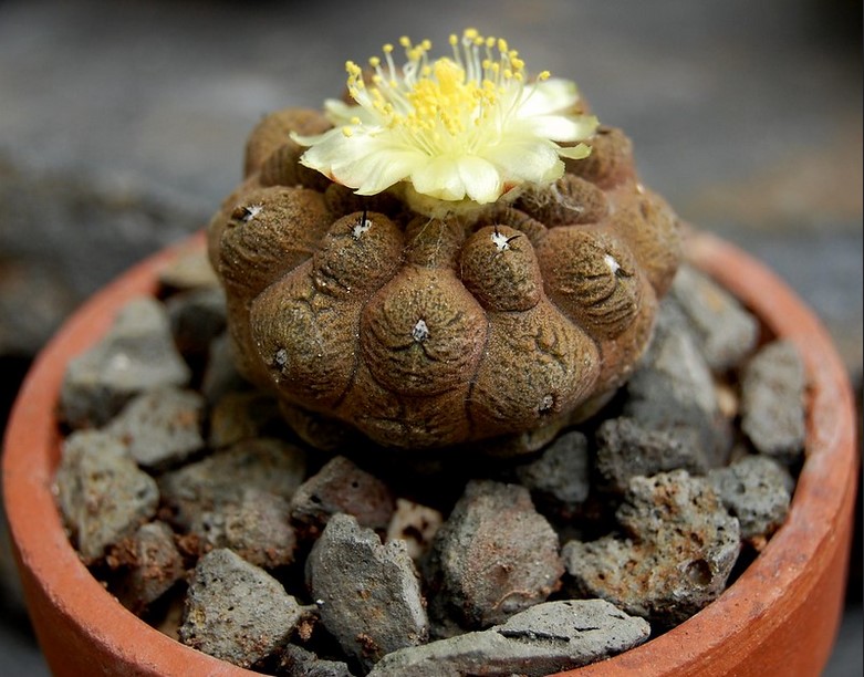 เมล็ด COPIAPOA Lizard Skin (10 เมล็ด)