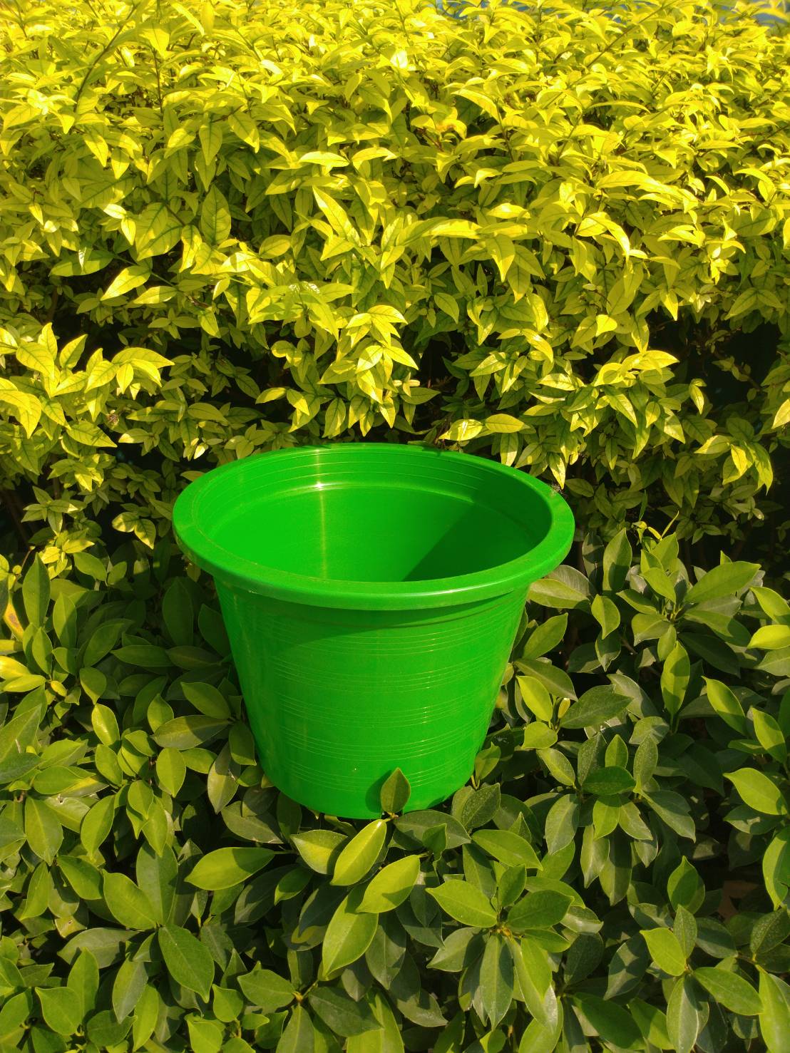 กระถางกลม 6 นิ้ว 1 ใบ (เลือกสีได้)