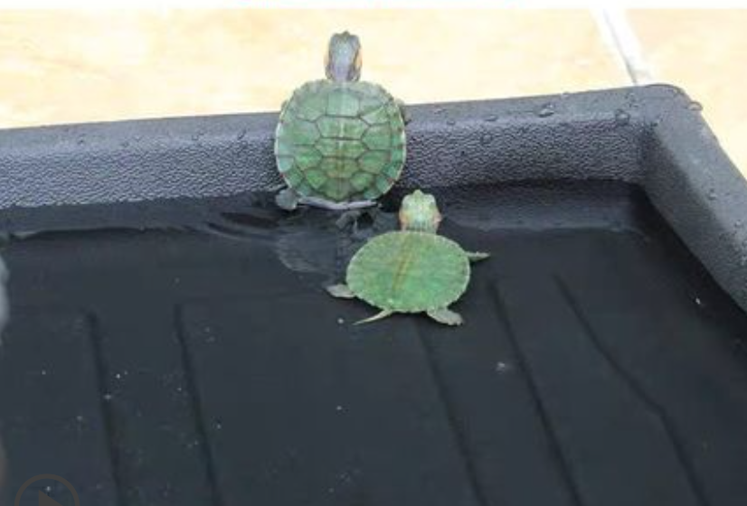 ถาดท้าย ถาดรองพื้นรถยนต์ รถ Haval Jolion ฮาวาล โจไลออนส์ 2022 ถาดหลัง ถาดรองหลัง ถาดยาง ถาด